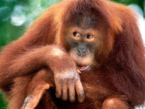 Sumatran Orang-utan - True Wildlife Creatures