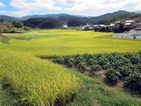 Rice Paddies - a photo on Flickriver