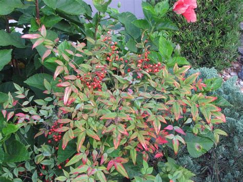 Photo of the entire plant of Dwarf Nandina (Nandina domestica 'Compacta ...