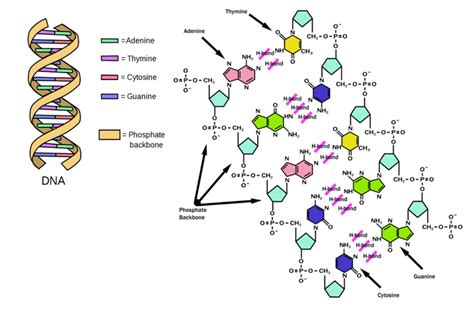 introduction: molecular biology