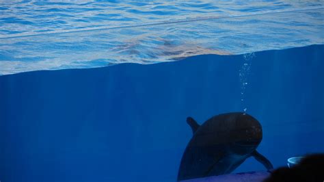 Pygmy Killer Whale | NatureRules1 Wiki | Fandom