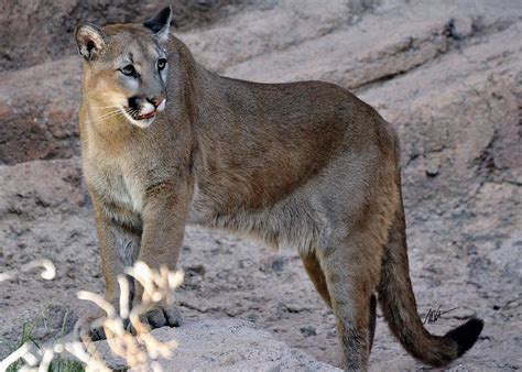 Cruz - Sonora Desert Mountain Lion Photograph by Mark Valentine