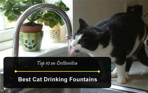 Top 10 Best Cat Water Fountain Reviews [Updated for 2019] | Crittersitca