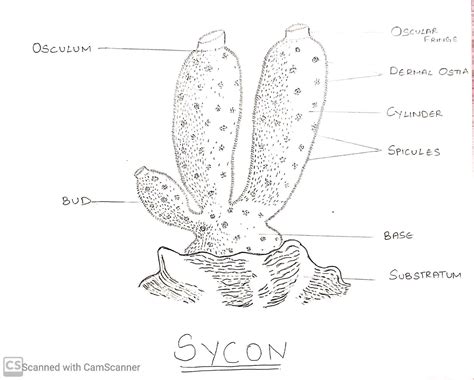 How To Draw Sycon Sponge Labelled Diagram Kingdom Ani - vrogue.co