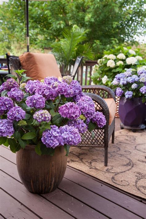 Home Page | Potted plants outdoor, Potted plants patio, Winter potted plants