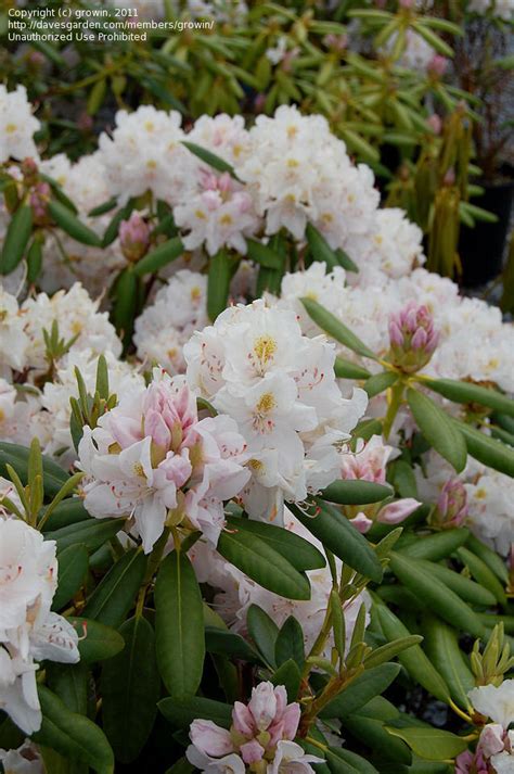 PlantFiles Pictures: Rhododendron, Catawba Rhododendron 'Catawbiense ...