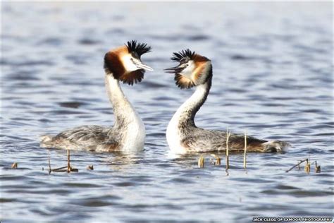 BBC - In Pictures: Somerset wildlife