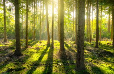 Sentinel trees: an early warning system for new invasive threats ...