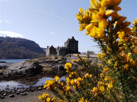 Eilean Donan Castle with the lovely coconut-scented Gorse in the ...