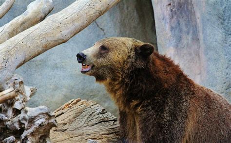 Grizzly Bear | Grizzly bear San Diego Zoo | Will Adams | Flickr