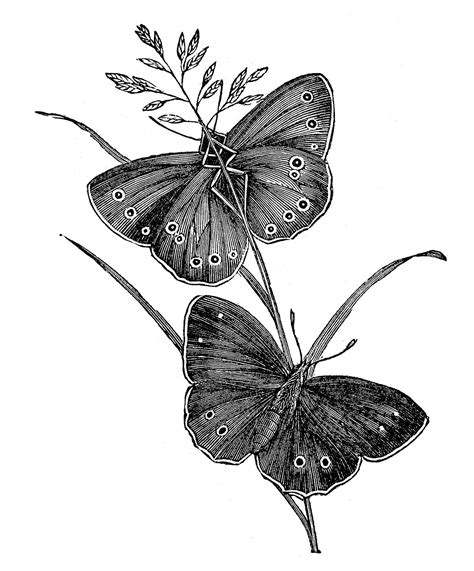 12 Black and White Butterfly Clipart! - The Graphics Fairy