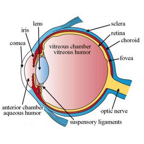 Struktur Anatomi Mata Dan Fungsinya - IMAGESEE