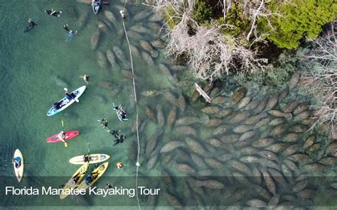 Florida Manatee Kayaking Tour - Florida Splendors