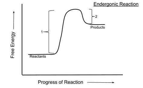 Endergonic reaction - Wikiwand