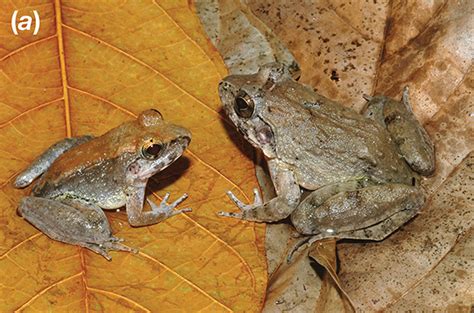 The Tadpole or the Egg? - FactsandHistory