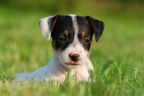 Adorable-jack-russell-puppy-dog-breed-wallpaper - Dog Breeders Guide