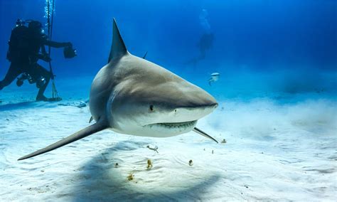 Discover the Biggest Bull Shark Ever Caught Off Florida - A-Z Animals