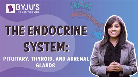 Endocrine System | Ductless Glands - Types & Functions | Byju's