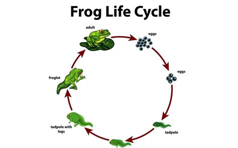 Perkembangan Katak – Sinau