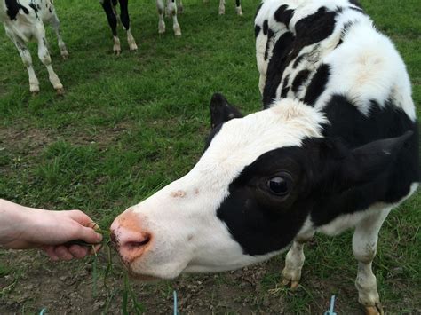 Cow,calf,feeding,field,farm - free image from needpix.com