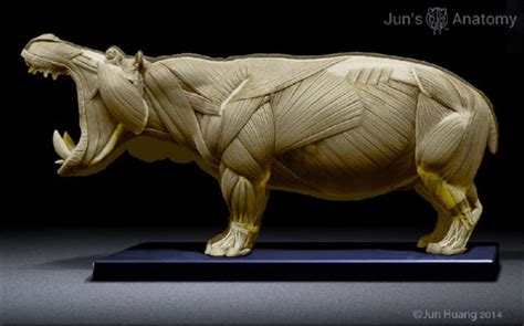 Hippopotamus Anatomy close-mouth head 1/16th - flesh & superficial mus ...