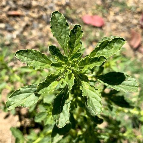 Pigweed identification (a quick guide) | Wild plants, Weed science, Plants