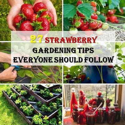 27 Strawberry Gardening Tips Everyone Should Follow – DIY Garden ...