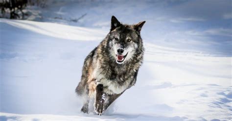 Meet the World’s Deadliest Wolf to Ever Live (Killed 11 Children) - IMP WORLD