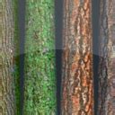 Tree Bark Texture Package