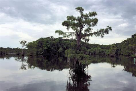 Chicot State Park In Ville Platte, LA | America's State Parks