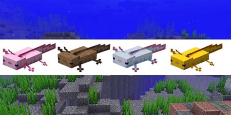 All Axolotl Colors in Minecraft - Pro Game Guides