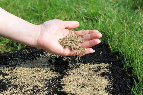 Planting Grass Seed? Pay Attention to These 4 Things and Your New Turf ...