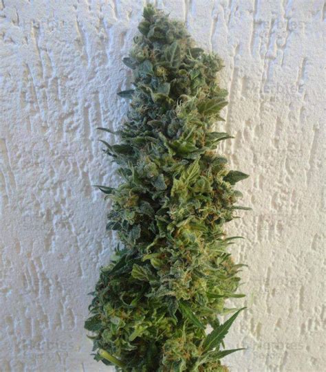 Jack Herer feminized seeds for sale by Vision Seeds - Herbies