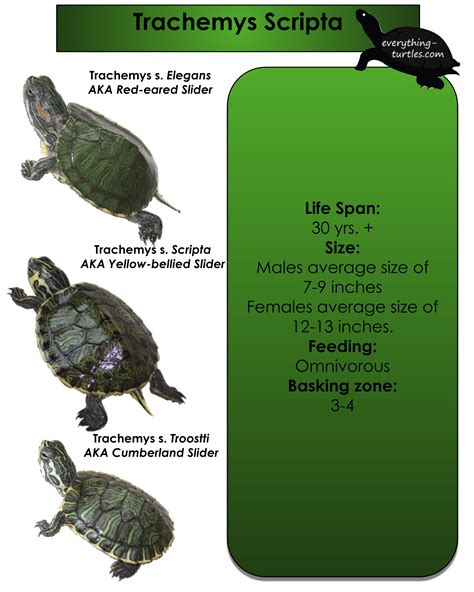 Red Eared Slider Age Chart