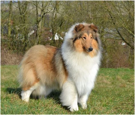 Rough Collie - Facts, Pictures, Puppies, Rescue, Temperament, Breeders ...