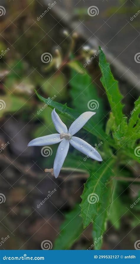 A Jasmine Flowers is a Beautiful White after Rain Stock Image - Image of jasmine, beautiful ...