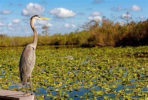 Everglades National Park Wallpapers (51+ images inside)