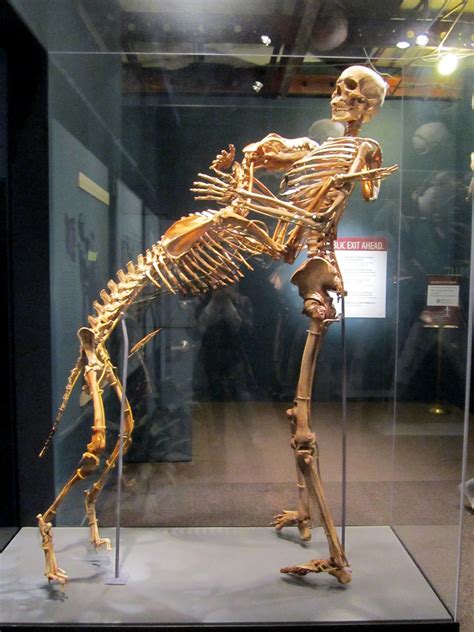 Skeletons of Grover Krantz and His Dog, Clyde, at the Smithsonian Museum ~ Vintage Everyday