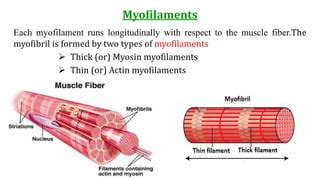 Muscle Physiology.pptx