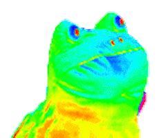 Rainbow Frog GIFs - Find & Share on GIPHY