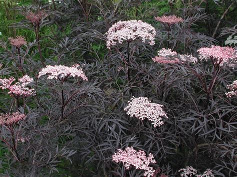 Sambucus nigra 'Black Lace' | Established Sambucus | Proctors Nursery