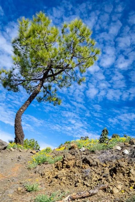 6 Amazing La Palma Hiking Trails - Family Can Travel