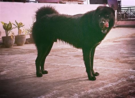 Gaddi Kutta For Sale in Chandigarh (1) | Petzlover