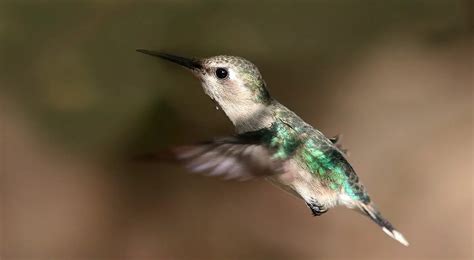 Bee Hummingbird | The Animal Facts | Appearance, Diet, Habitat, Behavior