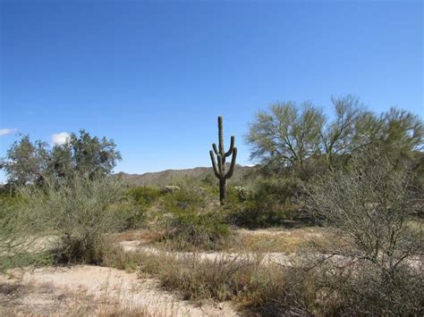 Feds forced to review grazing on biodiverse Sonoran Desert National ...