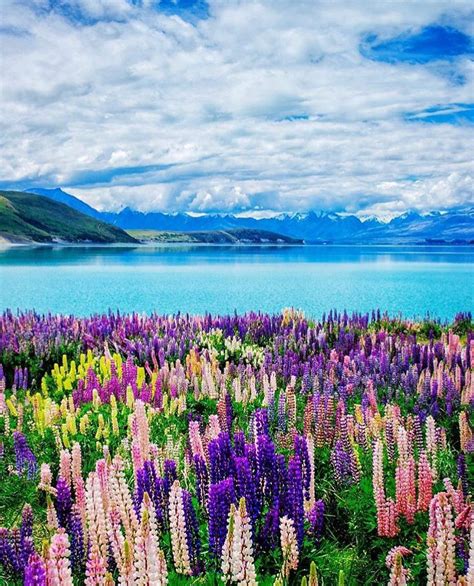 Lake Tekapo,New Zealand from New Zealand (@travelnewzealand) on ...