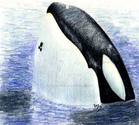 Keiko the orca by SurrealisticPillow88 on DeviantArt