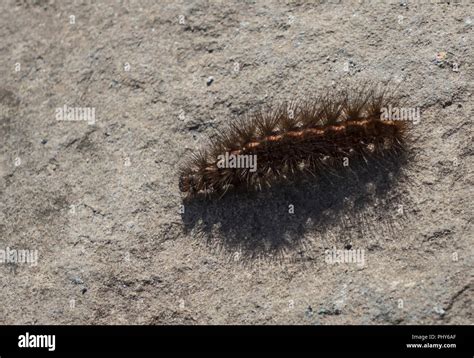 White Ermine Moth Caterpillar Stock Photo - Alamy