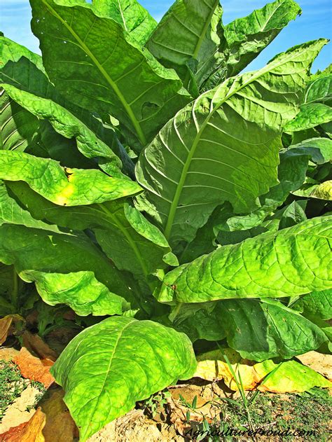 In-Depth Facts About The Tobacco Plant - The Cigar Store