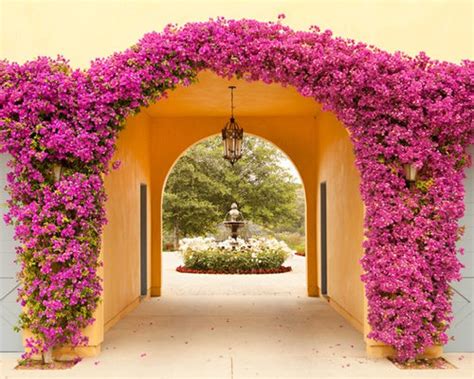 Bougainvillea | Houzz